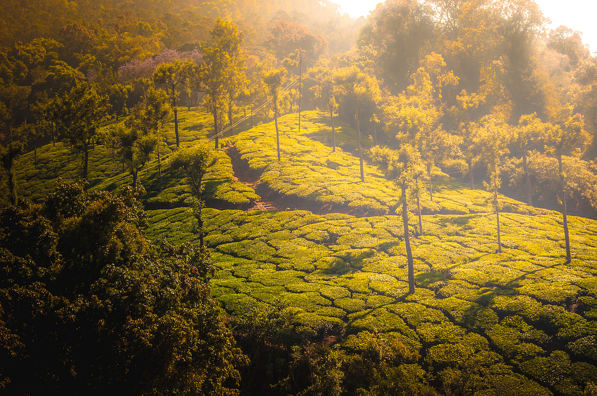 Shutterstock : Landscape of Coonoor