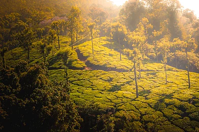 Shutterstock : Landscape of Coonoor