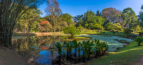 Peradeniya Botanical Gardens, Sri Lanka