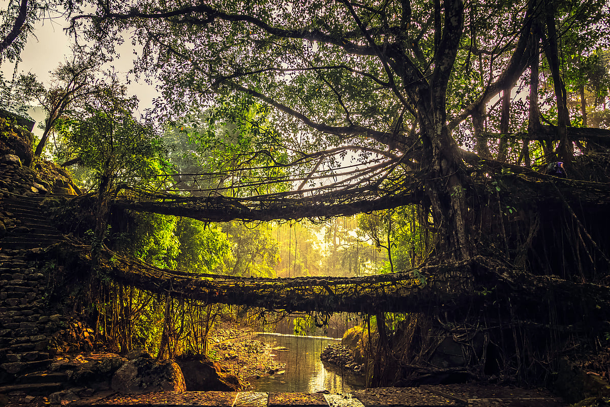 Living roots bridges of Cherrapunji