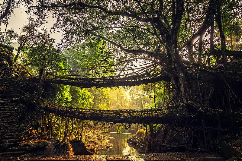 Living roots bridges of Cherrapunji