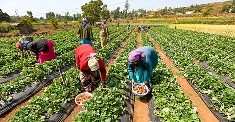Farmers plucking strawberries at a farm in Maharashtra
