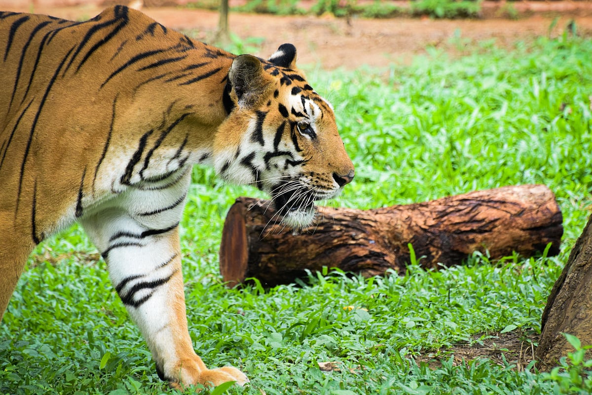The Bengal tiger at Bannerghatta Biological Park, Bengaluru