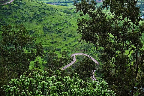 The road from Pune to Malshej Ghat is an explosion of green