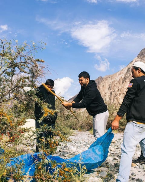 Chef Sadhu foraging sea buckthorn