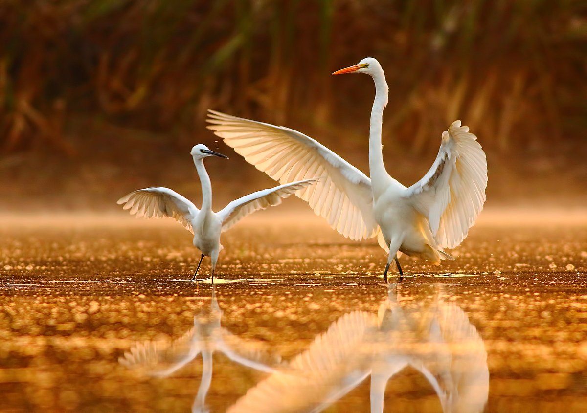 Shutterstock : The dance of herons over a shallow lake