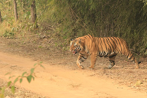 A tiger prowling in his territory