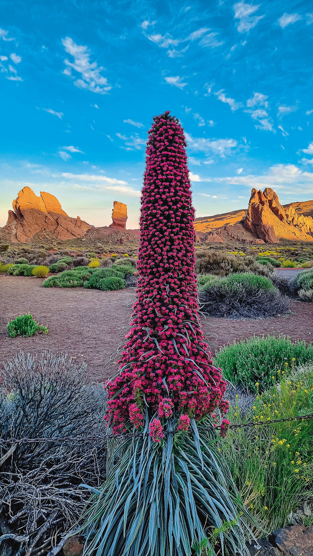 Red tajinaste in Tenerife