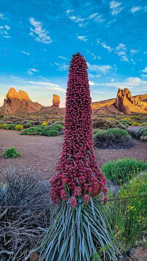 Red tajinaste in Tenerife