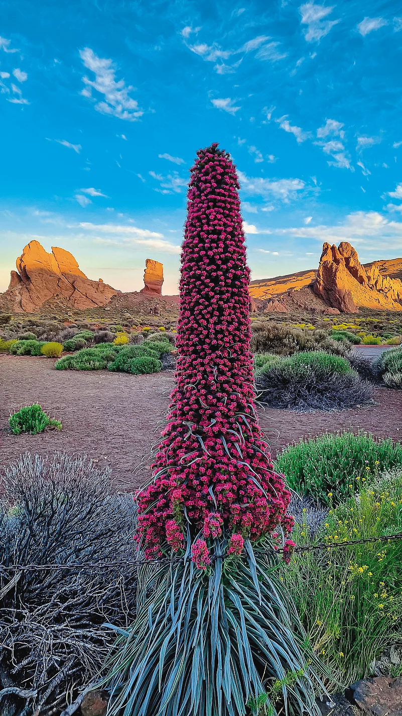Red tajinaste in Tenerife