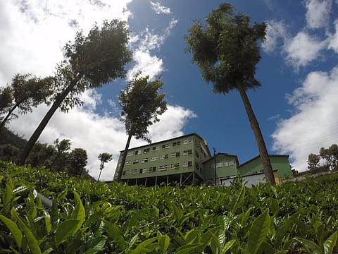 Highfield Tea Factory