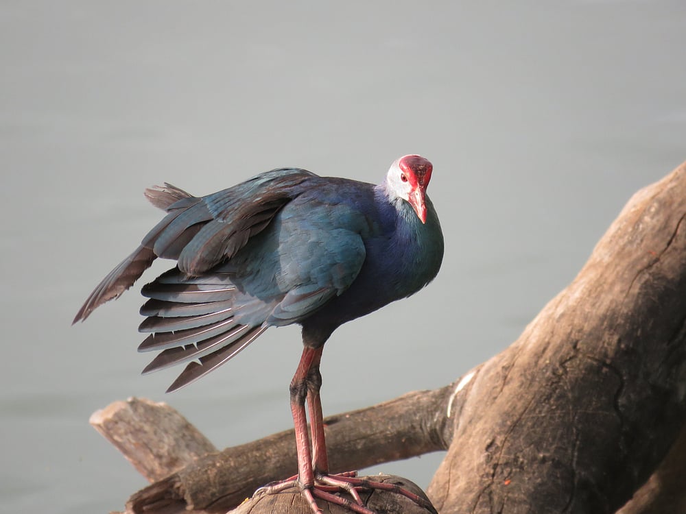 Purple Moorhen, a migratory bird found at Sirpur Lake 