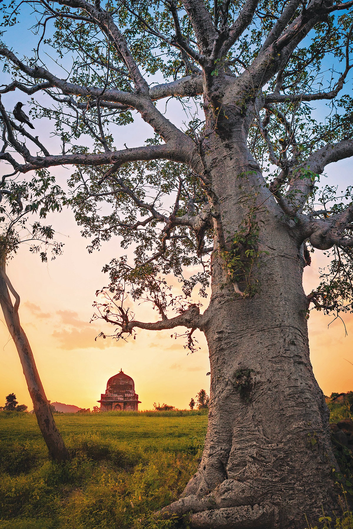 The biggest cluster of the African-origin Baobab trees is found in Mandu