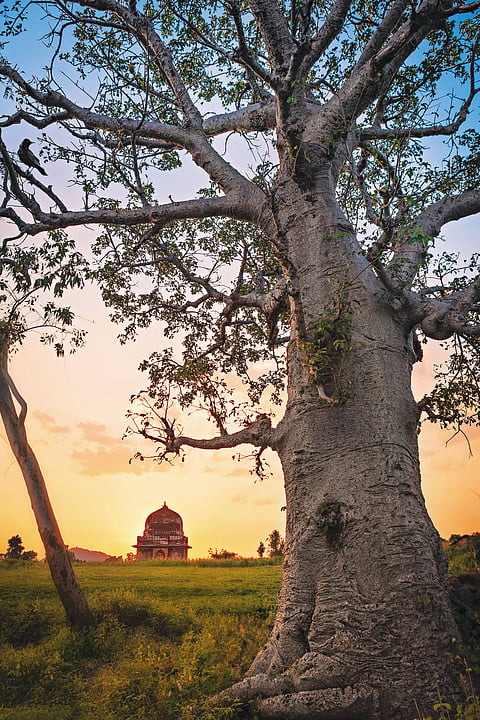The biggest cluster of the African-origin Baobab trees is found in Mandu