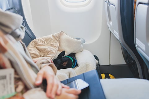 Fly with your pet