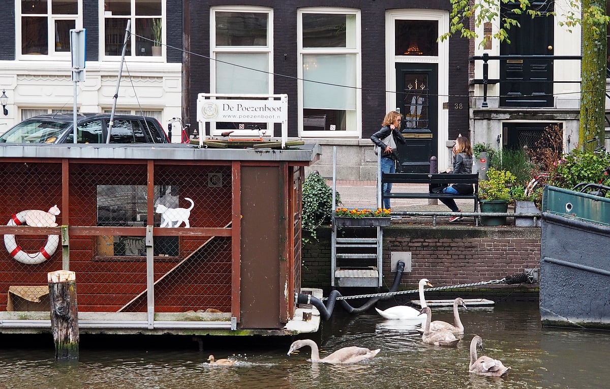 Poezenboot In Amsterdam, Netherlands