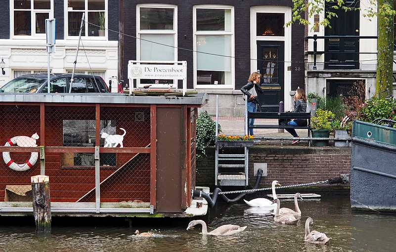 Poezenboot In Amsterdam, Netherlands