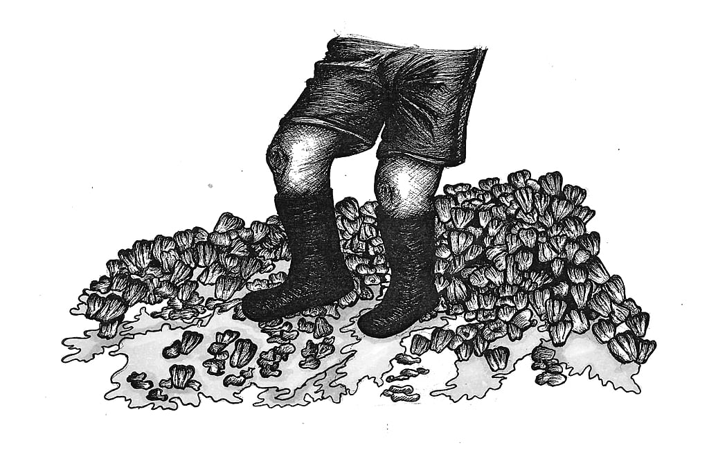 Foot stomping is the traditional way of extracting cashew apple juice