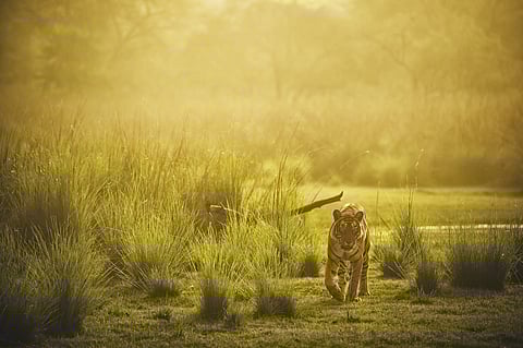 A tiger at Ranthambhore National Park
