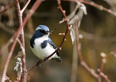 Ultramarine flycatcher seen at Pangot