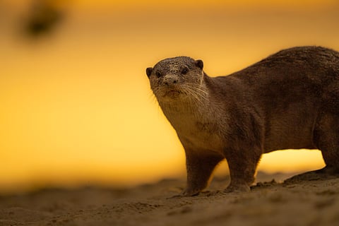 An otter in Singapore's Pasir Ris Park