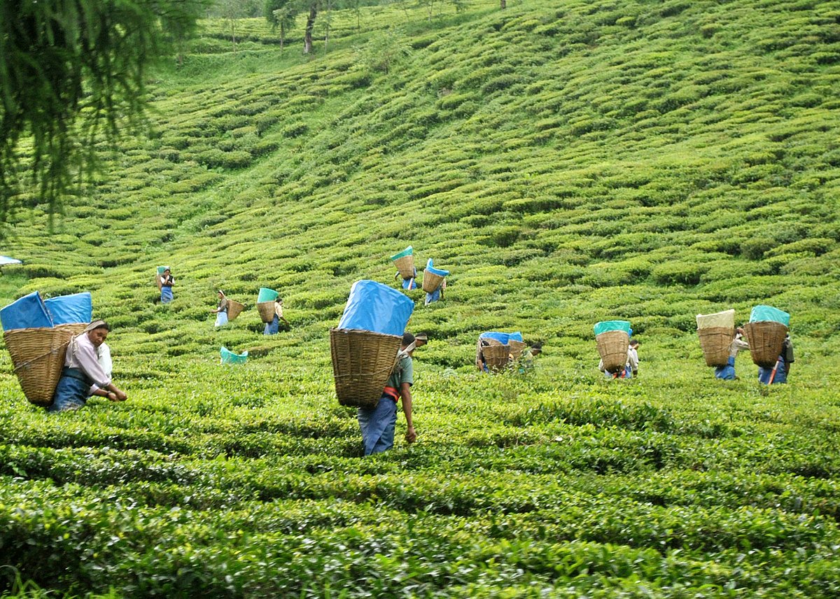 A tea garden in Sikkim