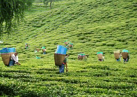 A tea garden in Sikkim