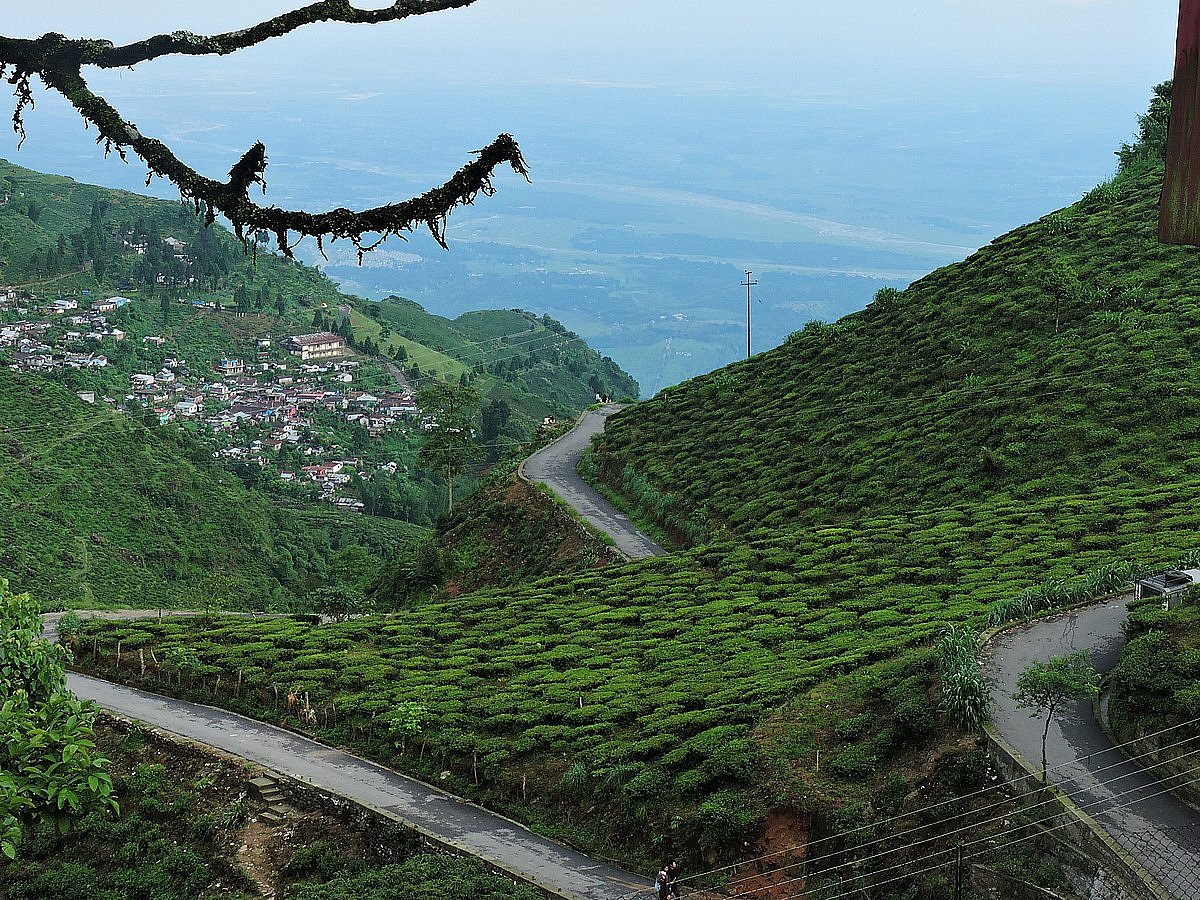 The tea estates of Kurseong