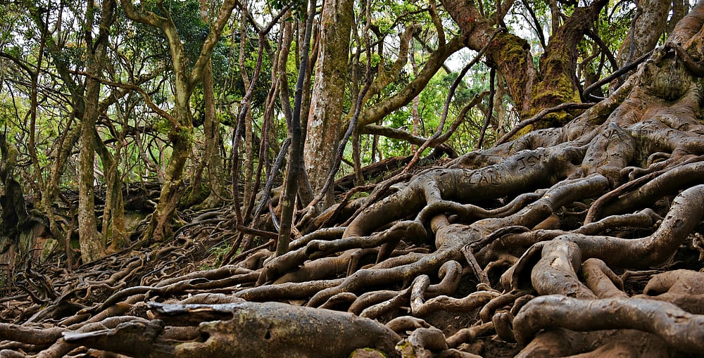 Roots of Guna Caves
