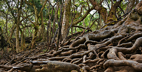 Roots of Guna Caves
