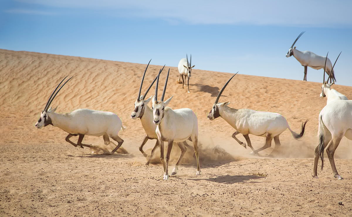 Arabian oryx, Qatar