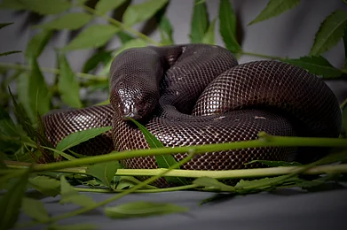 Shutterstock : Indian Red Sand Boa