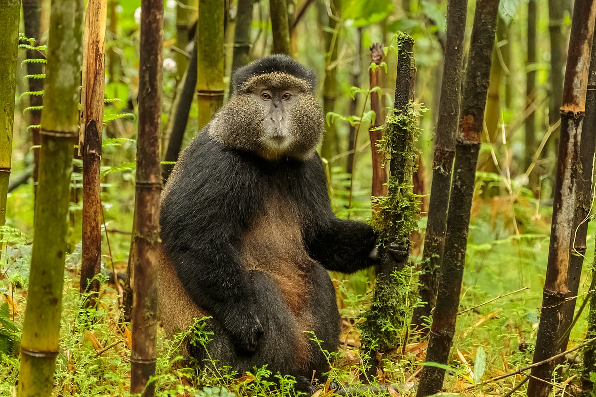 Golden Monkey in Rwanda