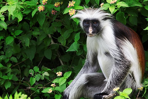 Wild Red Colobus monkey on a branch in tropical forest on Zanzibar