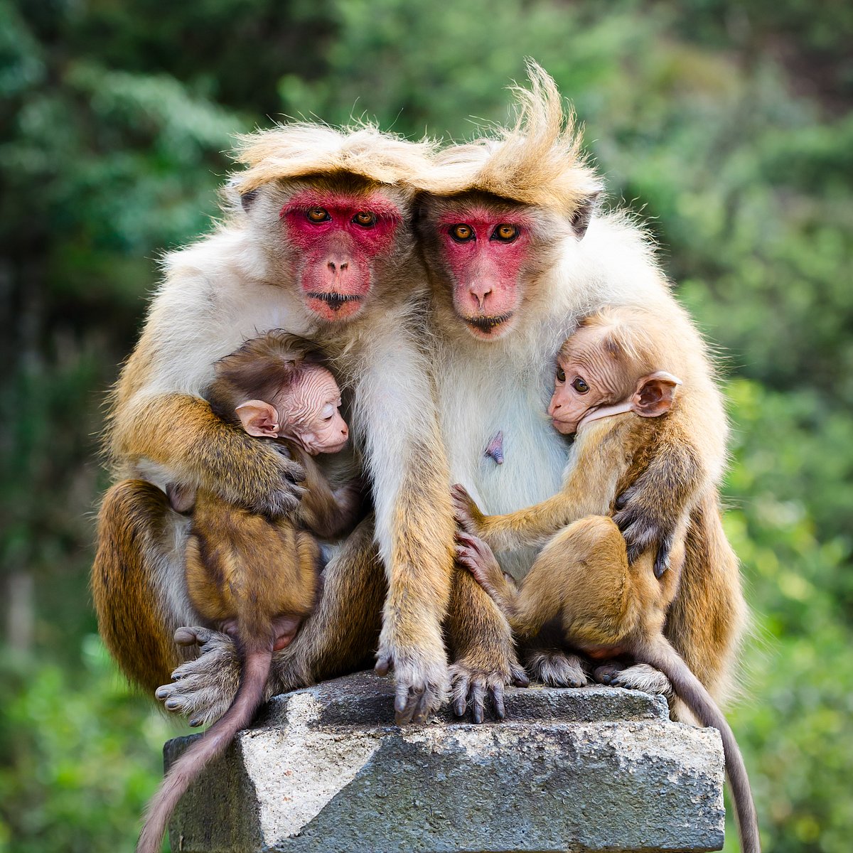 Monkey family, Sri Lanka