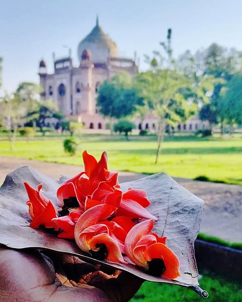 Palash flowers at Safdarjung tomb, Delhi