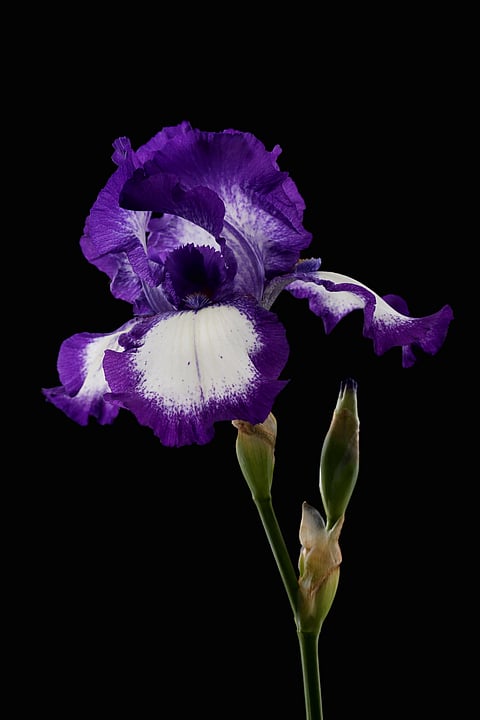Iris flower