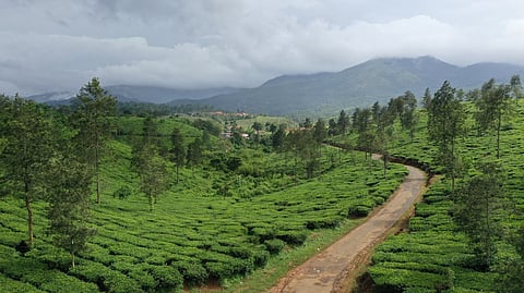 Aerial view of a tea plantation in Kerala