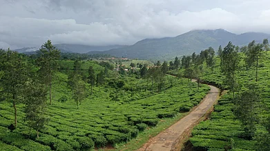 Shutterstock : Aerial view of a tea plantation in Wayanad, Kerala