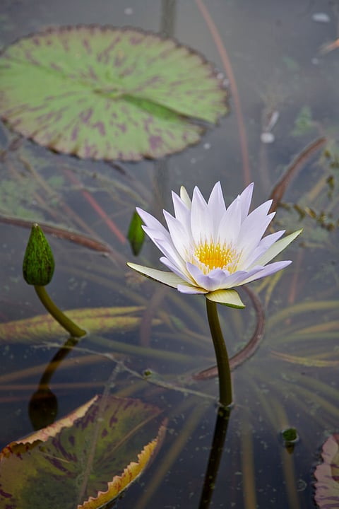 A water lily
