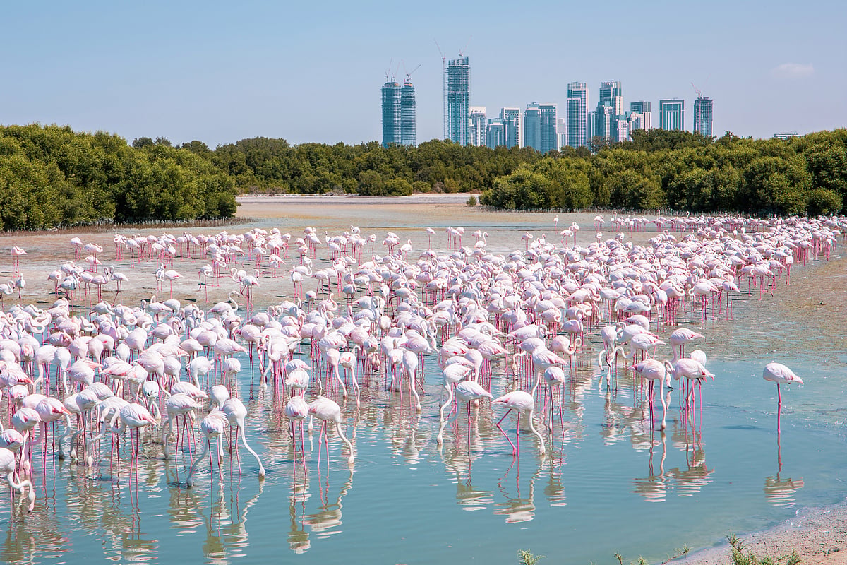 Ras Al Khor Wildlife Sanctuary