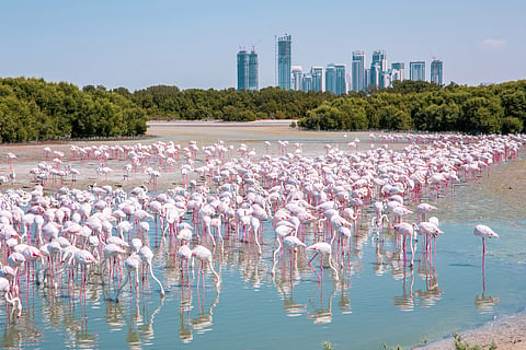 Ras Al Khor Wildlife Sanctuary