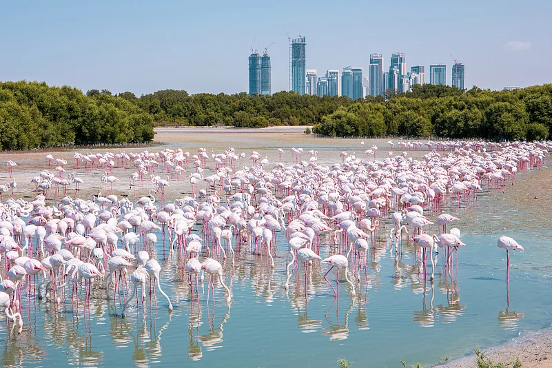 Ras Al Khor Wildlife Sanctuary