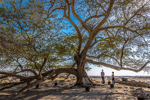 Tree of life, Bahrain