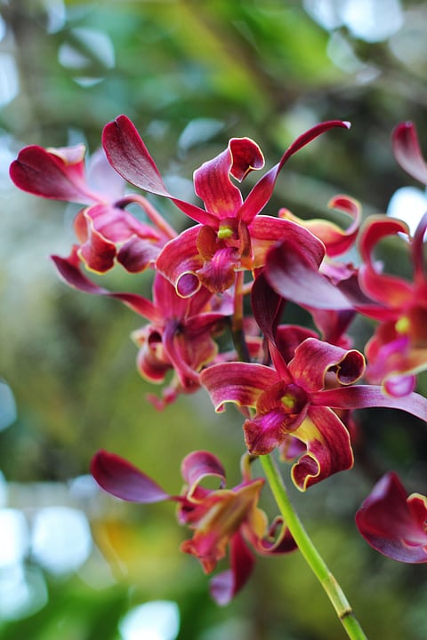 Orchid in bloom