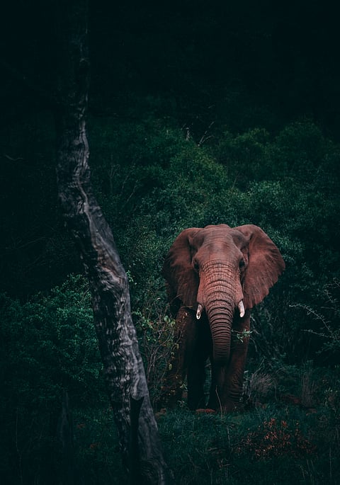 An elephant in the Ulipooni Wildlife Sanctuary