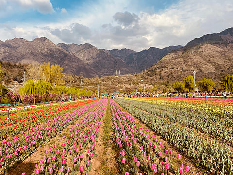 Indira Gandhi Memorial Tulip Garden