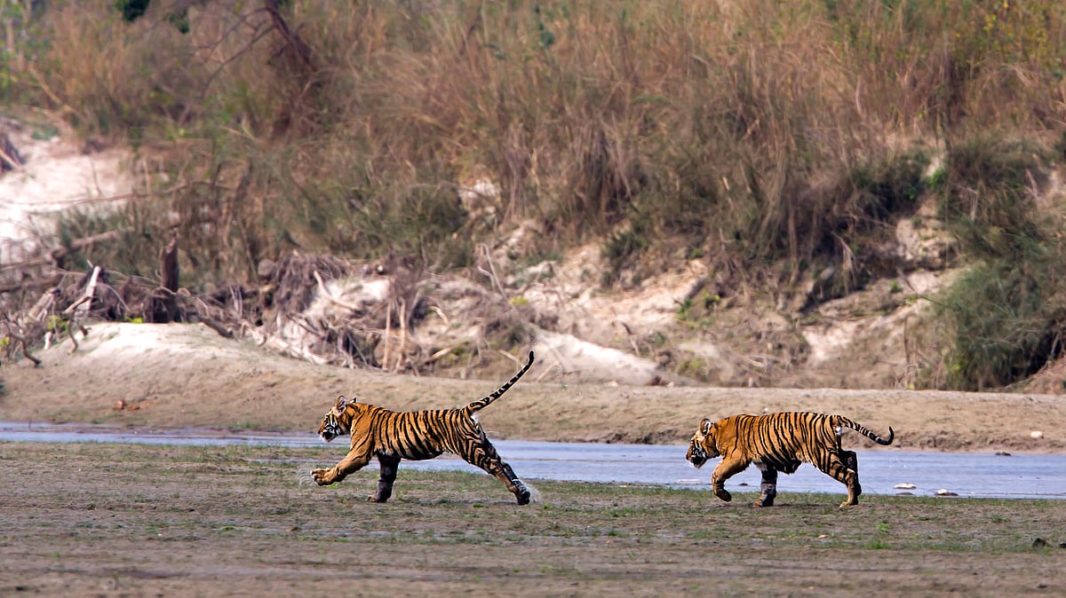 Tigers in Bardia National park