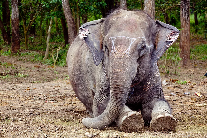 (Representational Image) The elephant was later tranquilised by wildlife officials and removed from the area the following morning