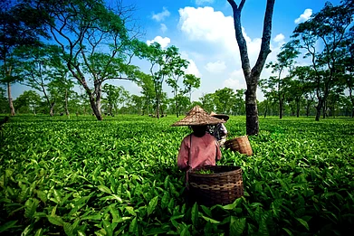 Shutterstock : The tea gardens of Assam